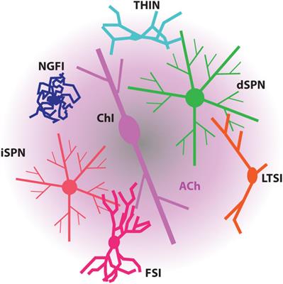 Rethinking the network determinants of motor disability in Parkinson’s disease